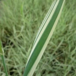 Phalaris Arundinacea Variegata Picta - Gardeners Garters