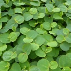 Phyllanthus Fluitans - Red Root Floater