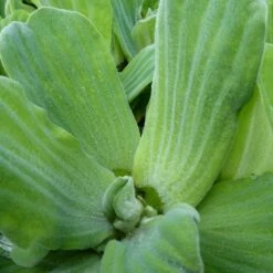 Pistia Stratiotes - Water Lettuce