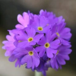 Primula Denticulata