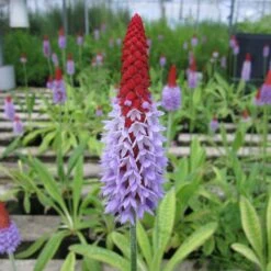 Primula Vialii