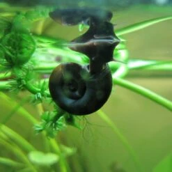Ramshorn Snails - Planorbis Corneus