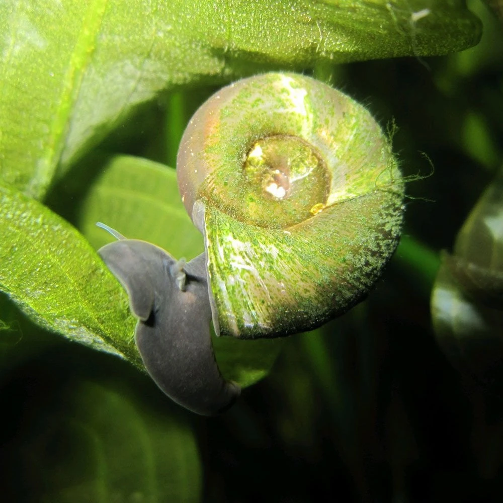 Ramshorn Snails - Planorbis Corneus - Image 2