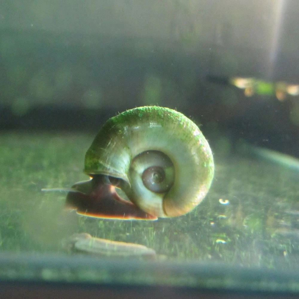 Ramshorn Snails - Planorbis Corneus - Image 3