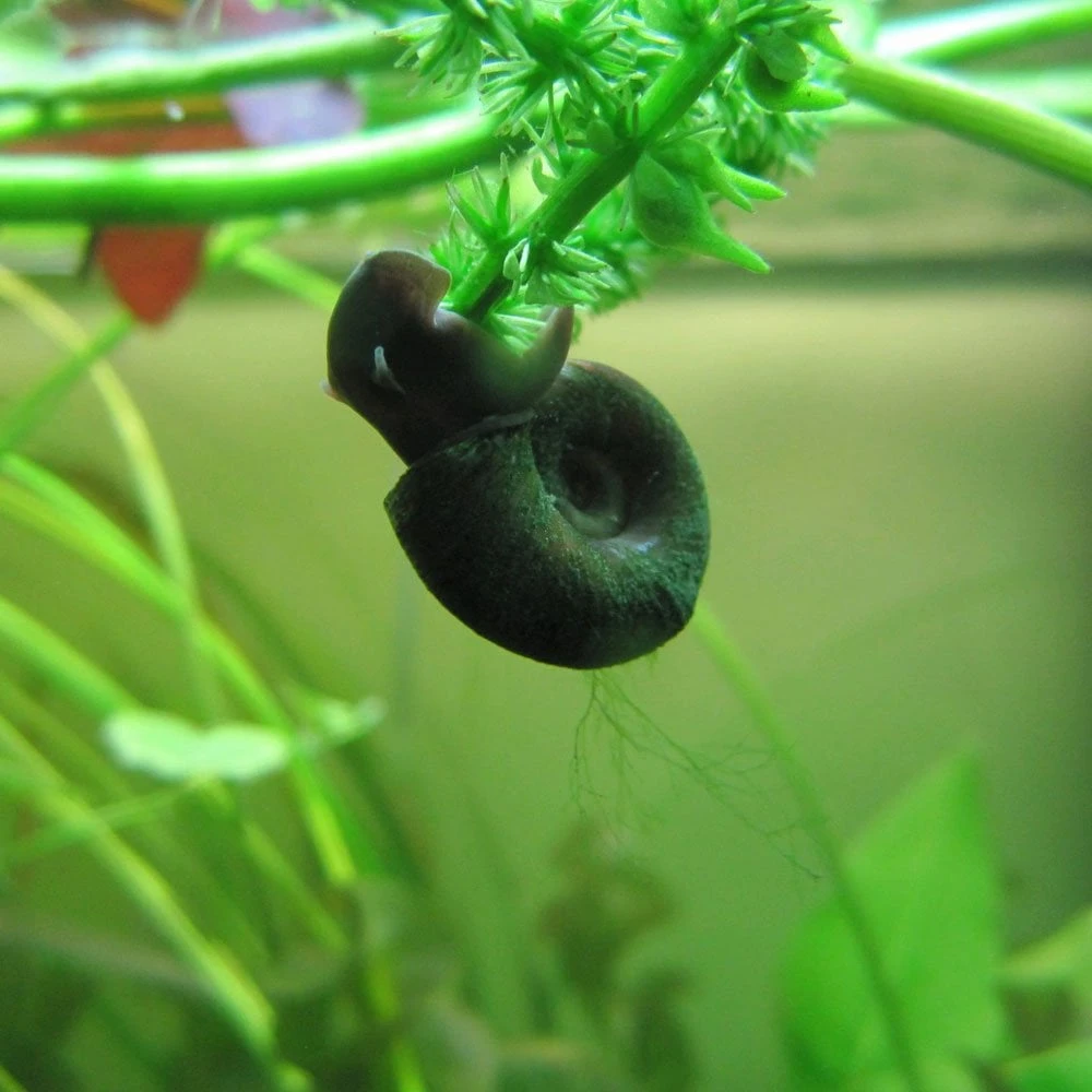 Ramshorn Snails - Planorbis Corneus - Image 4