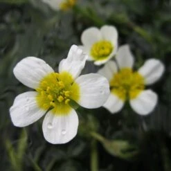 Ranunculus Aquatilis - Water Crowfoot