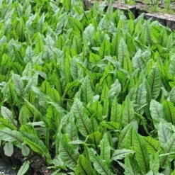 Rumex Sanguineus - Bloodwort