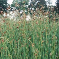 Scirpus Lacustris - Club Rush