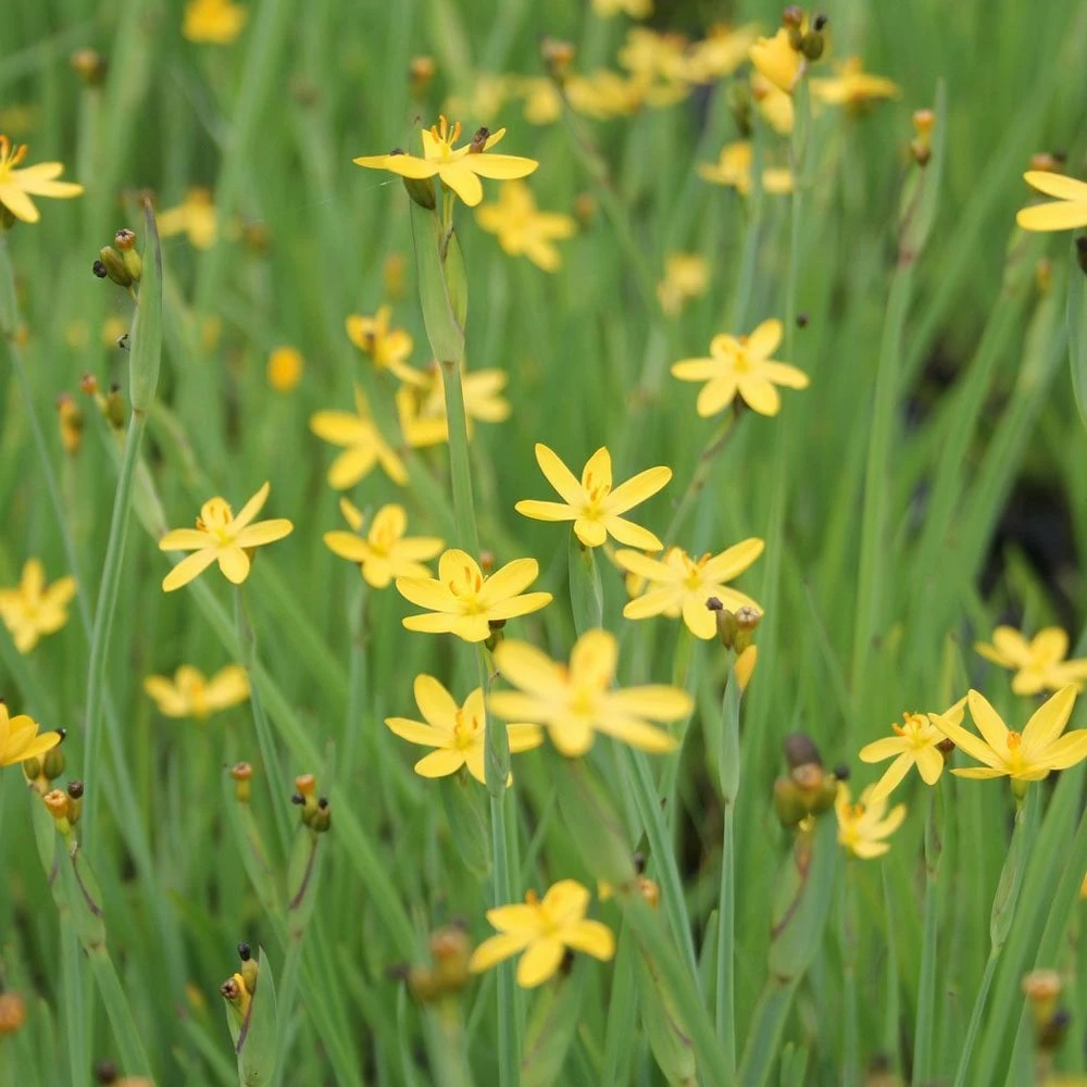 Sisyrinchium Californicum - Yellow Eyed Grass - Image 2