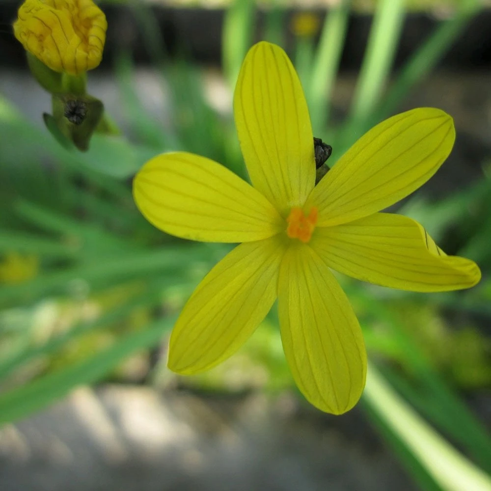 Sisyrinchium Californicum - Yellow Eyed Grass - Image 3