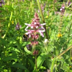 Stachys Palustris - Marsh Woundwort