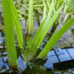 Stratiotes Aloides - Water Soldier
