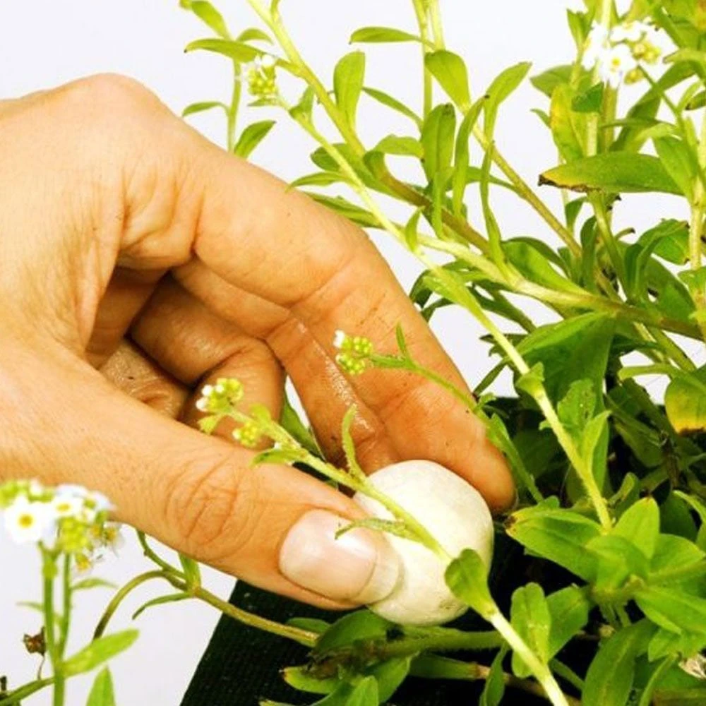 Velda Super Growth Balls XL - Image 3