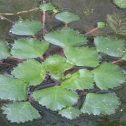 Trapa Natans - Water Chestnut