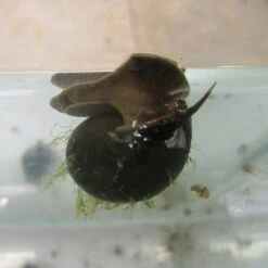 Trapdoor Snails - Viviparus Viviparus