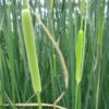 Typha Gracilis - Bulrush