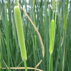 Typha Gracilis - Bulrush