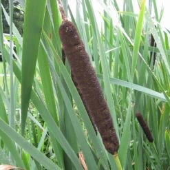 Typha Latifolia - Common Bulrush