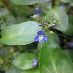 Veronica Beccabunga - Brooklime