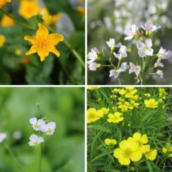 Wildlife Pond Plant Collection