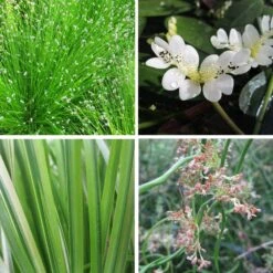 Winter Pond Plant Collection